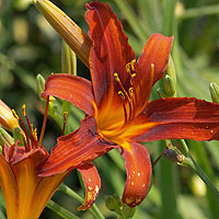 Hemerocallis 'Matador' - Day Lily