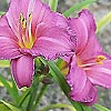 Hemerocallis - Summer wine