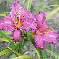 Hemerocallis 'Summer wine' - Day Lily