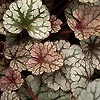 Heuchera - Silver Scroll