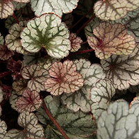 Heuchera 'Silver Scroll' - Alum Root