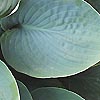 Hosta - Hapsden Blue