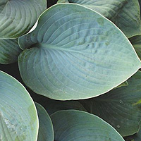 Hosta