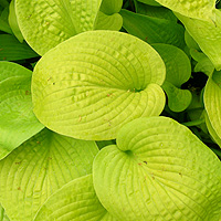 Hosta 'Golden Prayers'