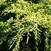 Juniperus X Pfitzeriana - Pfitzeriana Aurea