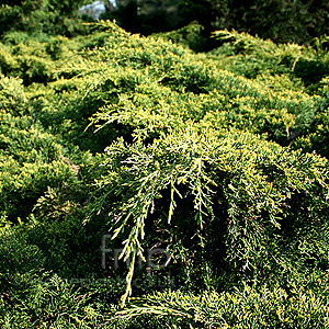 Juniperus X Pfitzeriana Pfitzeriana Aurea - Juniper