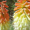 Kniphofia Uvaria - Express