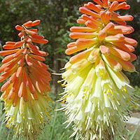 Kniphofia Uvaria 'Express' - Plantain Lily