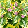 Lamium Maculatum - Anne Greenaway