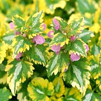 Lamium Maculatum 'Anne Greenaway' - Dead Nettle