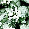 Lamium Maculatum - White Nancy