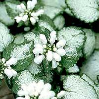 Lamium Maculatum 'White Nancy' - Dead Nettle