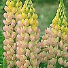 Lupinus - Gallery Rosa