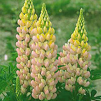 Lupinus 'Gallery Rosa' - Lupin