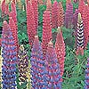 Lupinus - Russell Hybrids