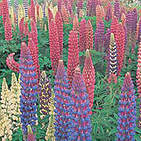 Lupinus Russell Hybrids - Lupin