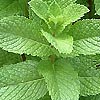 Mentha Piperita