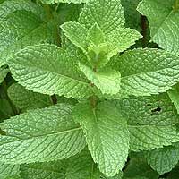 Mentha Piperita - Peppermint, Mentha