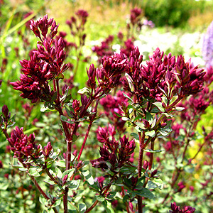 Origanum Laevigatum 'Herren Hausen' - Origano, Origanum