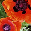 Papaver Orientale - Allegro