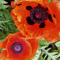 Papaver Orientale - Oriental Poppy