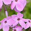 Phlox Stolonifera