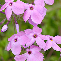 Phlox Stolonifera - Creeping Phlox