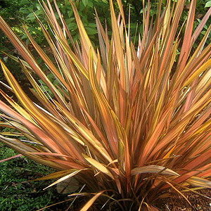 Phormium 'Flamingo' - Variegated New Zealand Flax