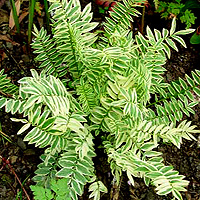 Polemonium Caeruleum 'Brise d' Anjou' - Variegated Jacob's Ladder