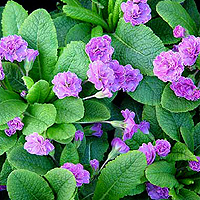 Primula 'Marie Crousse'