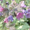 Pulmonaria Saccharata - Diana Clare