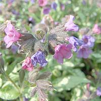 Pulmonaria Saccharata 'Diana Clare' - Lungwort