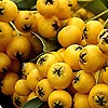 Pyracantha Coccinea - Jaune