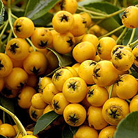 Pyracantha Coccinea 'Jaune' - Firethorn