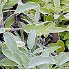Salvia Officinalis - Tricolor