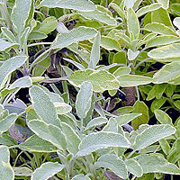 Salvia Officinalis - Variegated Sage