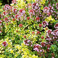 Thymus 'Doone Valley' - Thyme