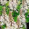 Tiarella - Pink Skyrocket