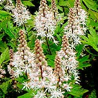 Tiarella - Foam Flower