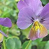 Viola - Ardross Gem