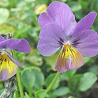 Viola 'Ardross Gem' - Violet