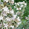 Abelia Chinensis