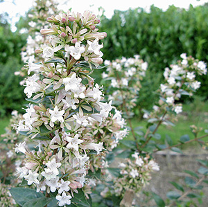 Abelia Chinensis - Abelia