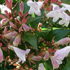 Abelia X Grandiflora