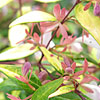 Abelia Grandiflora - Goldsport