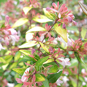 Abelia Grandiflora 'Goldsport' - Abelia