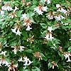 Abelia X Grandiflora