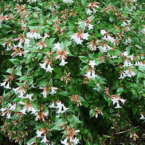 Abelia X Grandiflora - Abelia