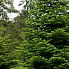 Abies Cephalonica