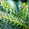 Abies Koreana - Silberlocke